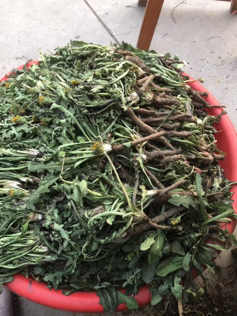 蒲公英，婆婆丁，都是人工挑拣，然后水洗。带跟儿可以看一下图片