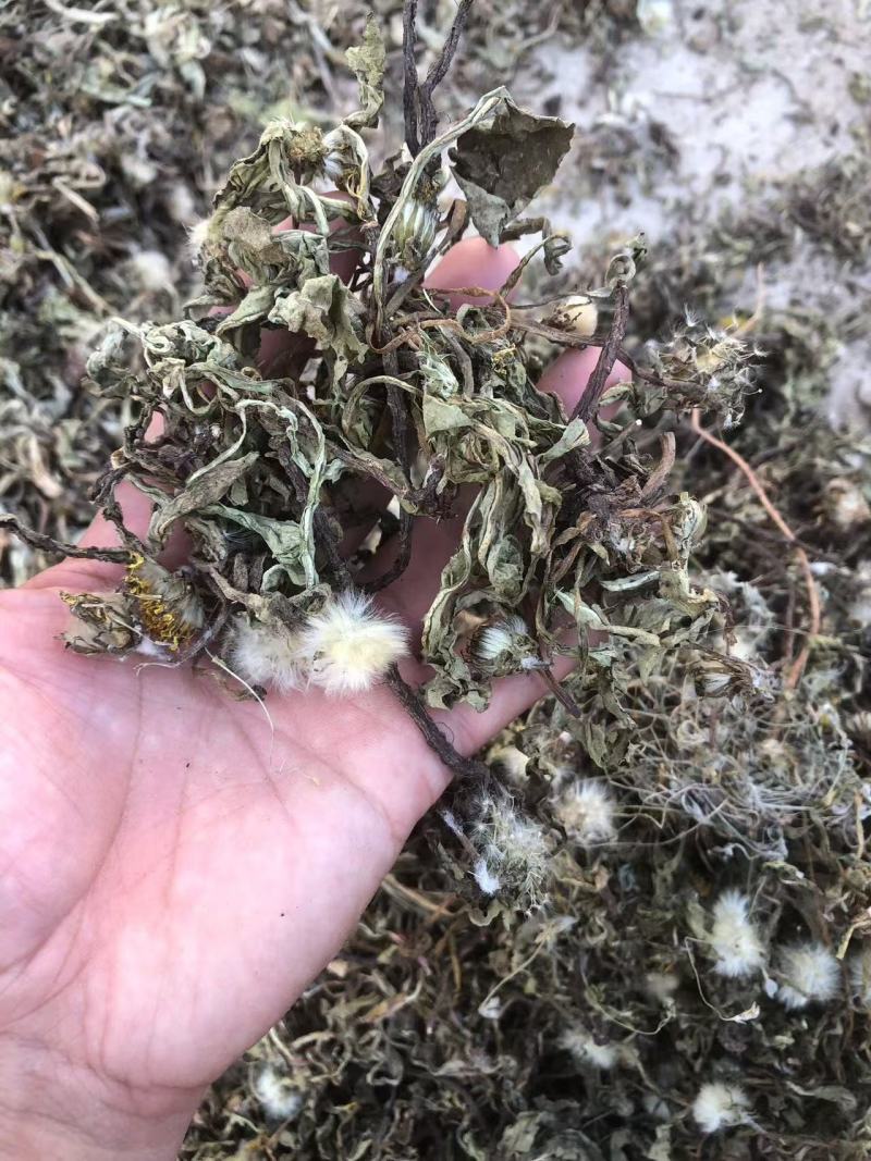 蒲公英，婆婆丁，都是人工挑拣，然后水洗。带跟儿可以看一下图片