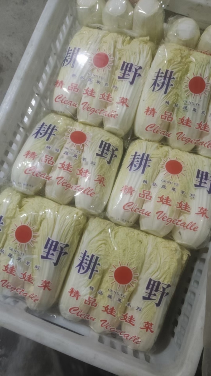 精品娃娃菜/欢迎咨询/可整车供应