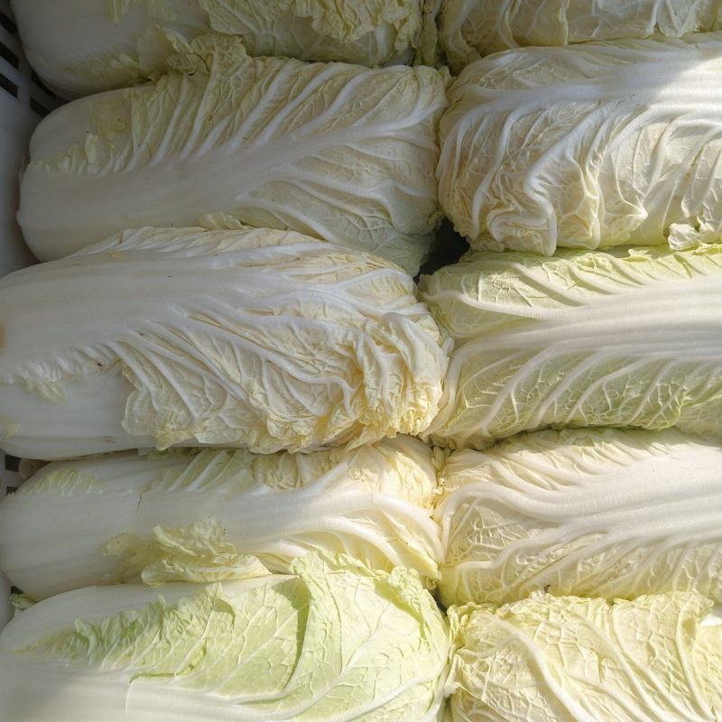 东台精品娃娃菜/整车供应/欢迎咨询下单