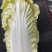 东台精品娃娃菜/整车供应/欢迎咨询下单