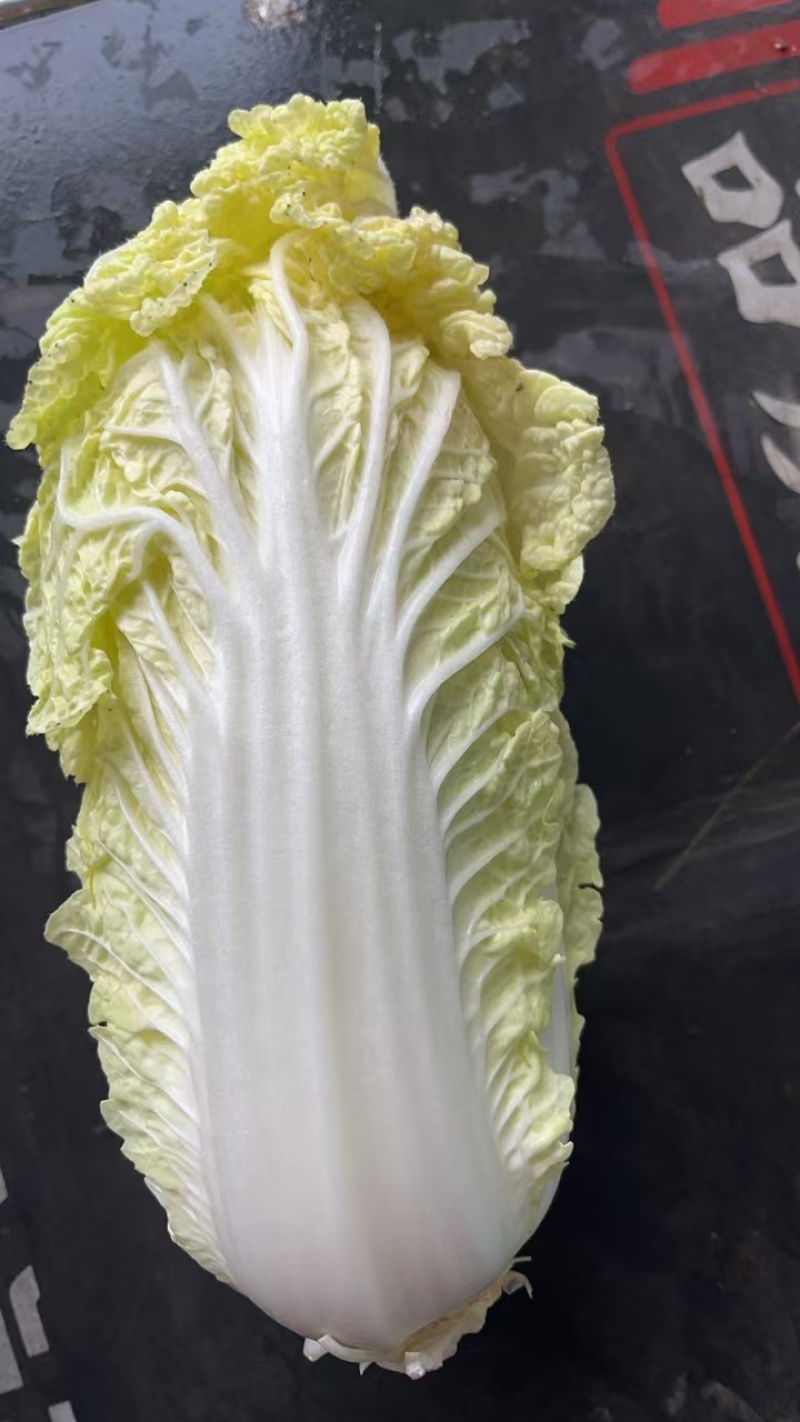 东台精品娃娃菜/整车供应/欢迎咨询下单