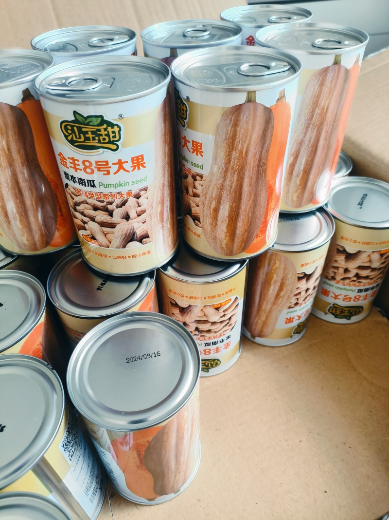 金丰八号，超高产蜜本南瓜种，可回收成品瓜