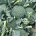 【推荐】河北西兰花量大从优全国代发欢迎来电咨询
