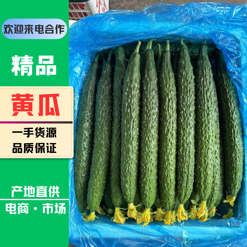 （精品）密刺青瓜新鲜黄瓜青瓜基地大量供应市场电商