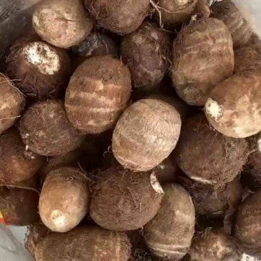 五莲芋头大球中球通货大量有货保证质量