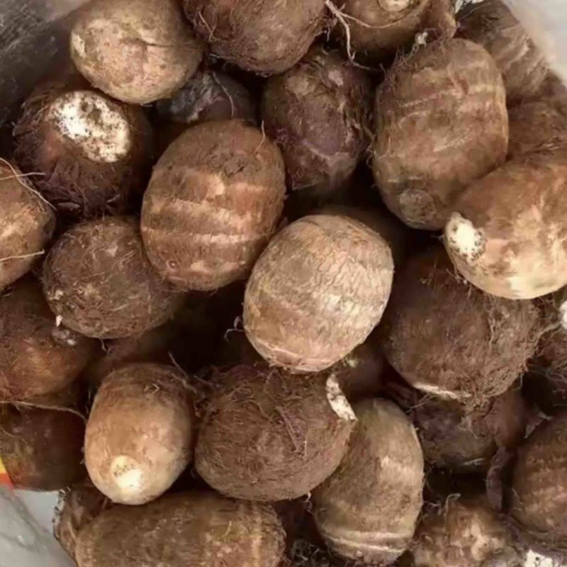 五莲芋头大球中球通货大量有货保证质量