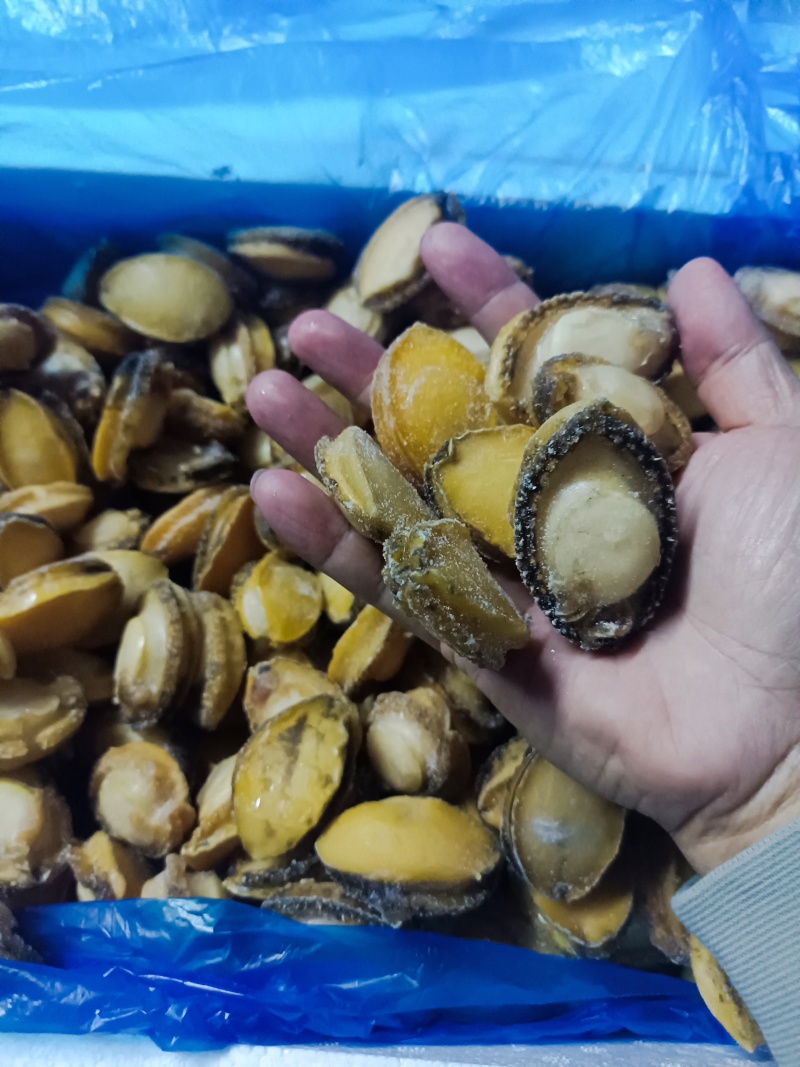 半斤27元鲍鱼肉新鲜活冻纯鲍鱼肉20-40头/斤超低价