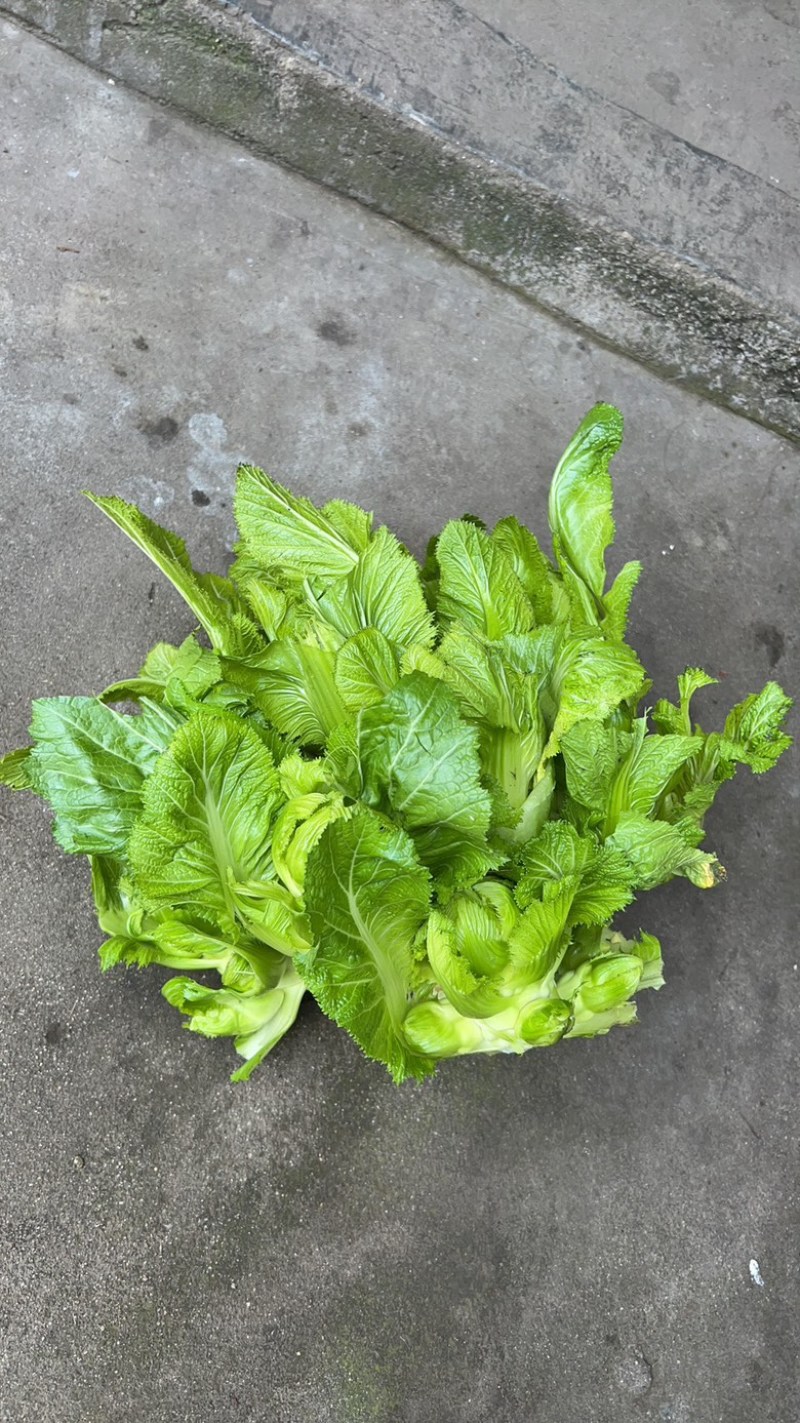 中早儿菜预售