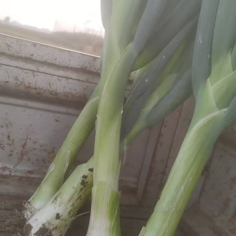 鸡腿大葱