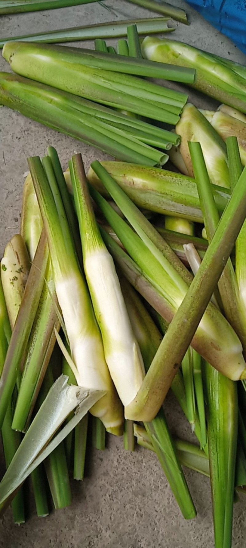 精品电商茭白，可持续供应！长期合作伙伴优先供应