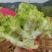 儿菜