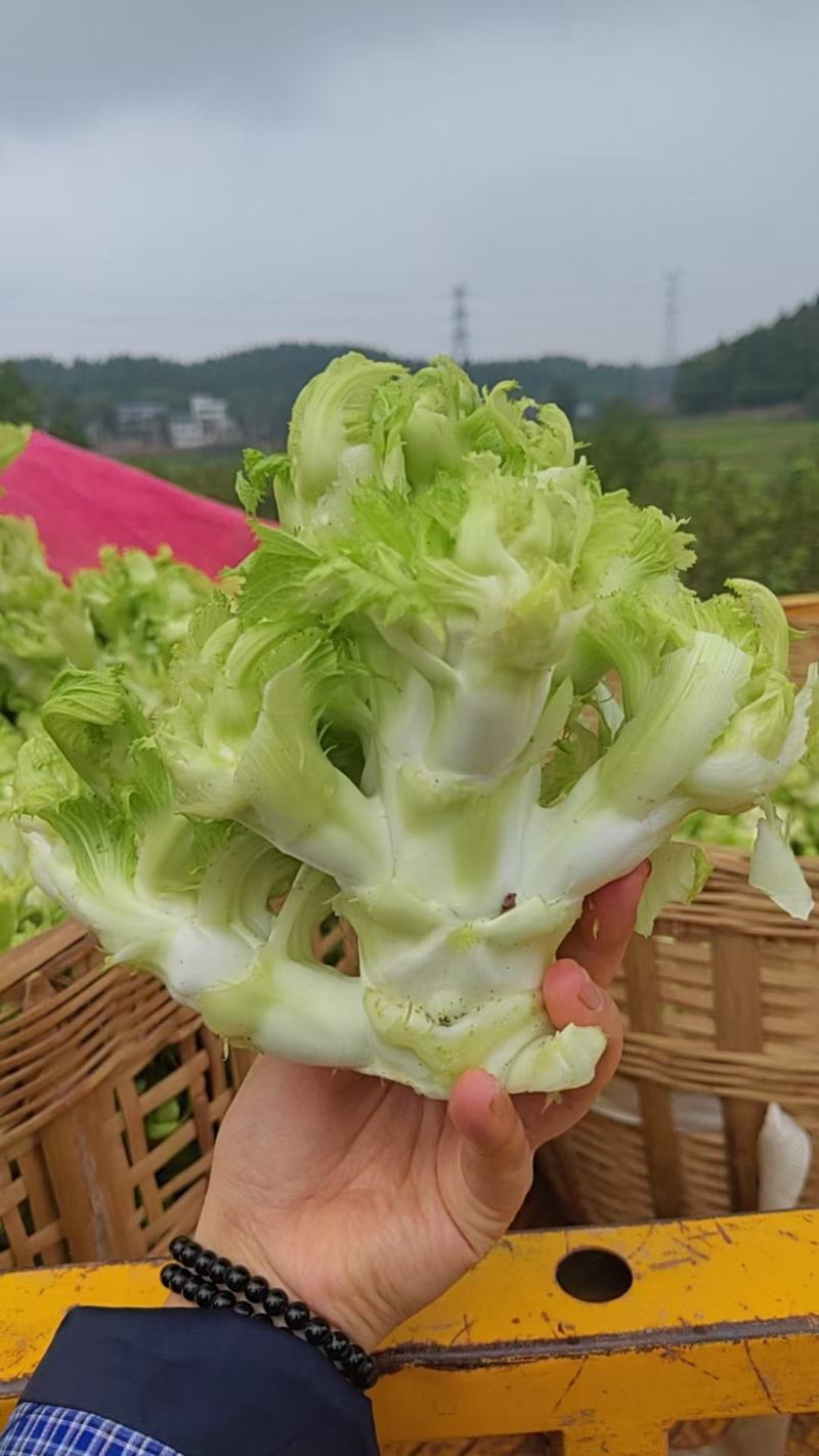 儿菜