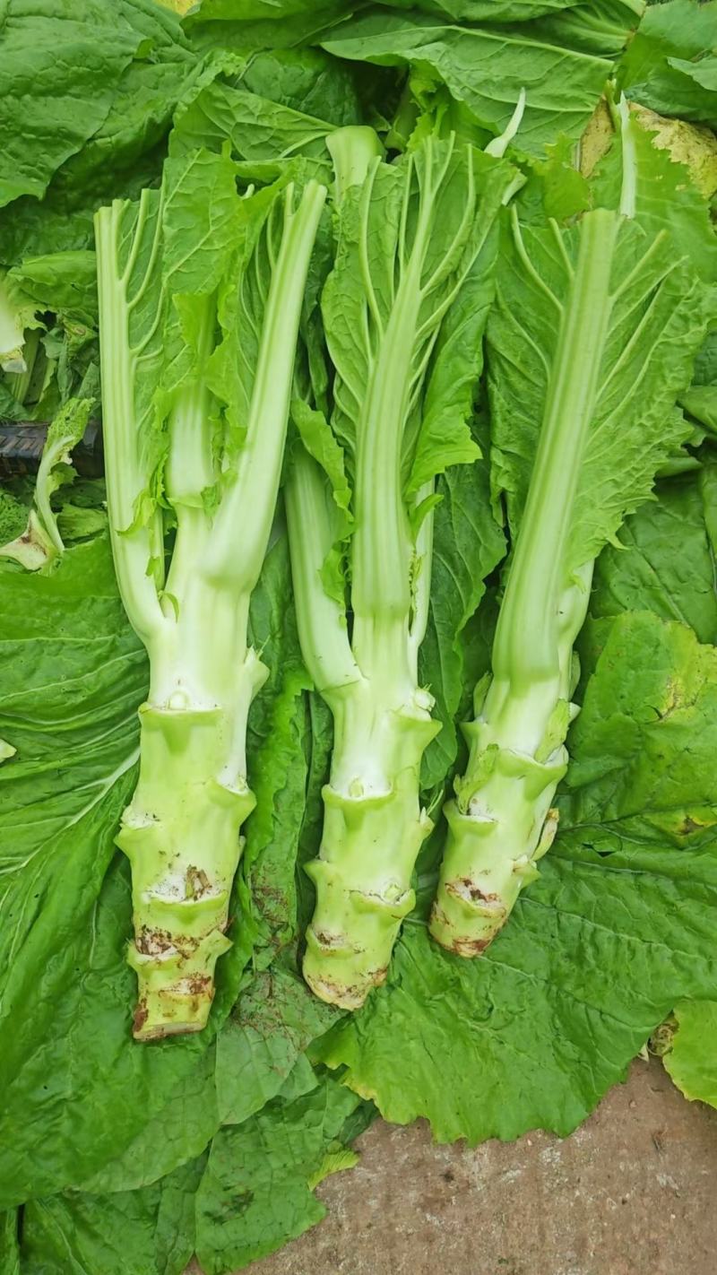 儿菜
