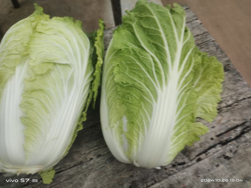 儿菜