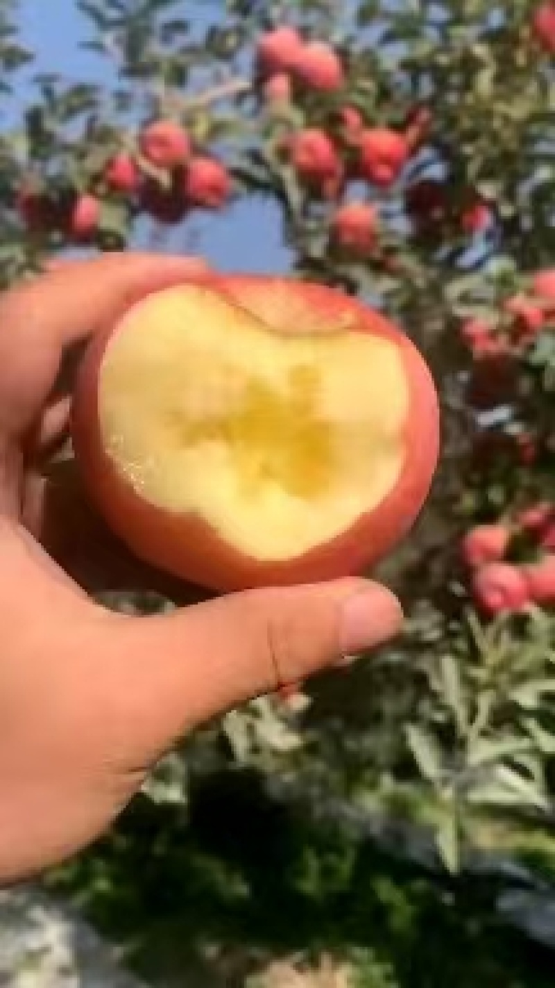 精品苹果冰糖心苹果阿克苏苹果基地直发量大从优