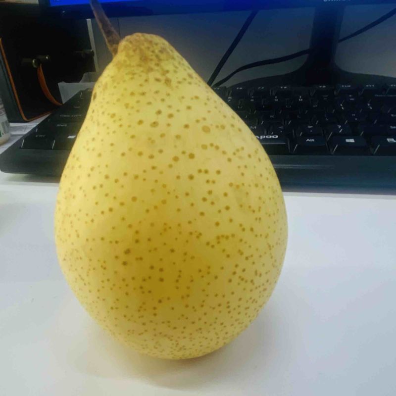 鸭梨
