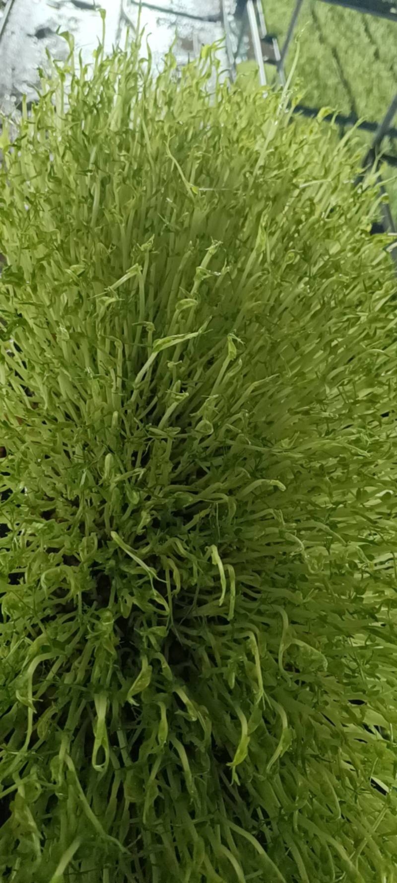 精品水培豌豆苗产地直供，量大从优