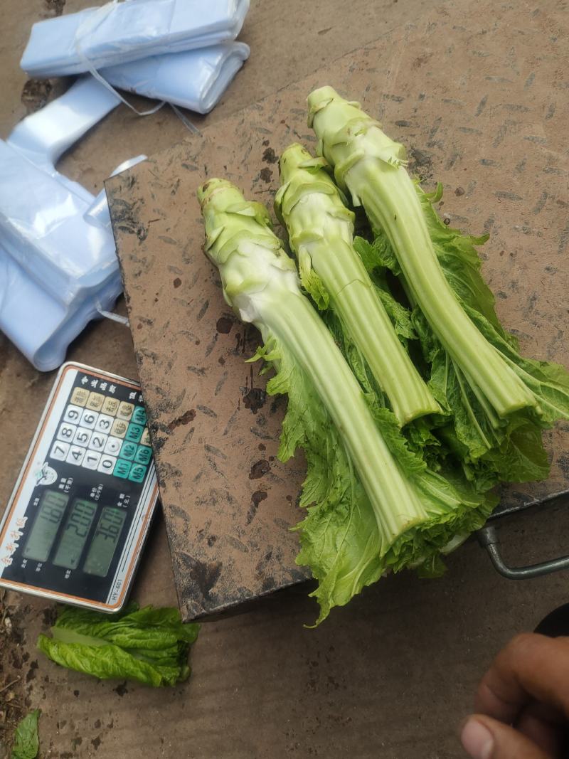 精品棒菜基地直发货源充足品质有保证欢迎来电洽谈