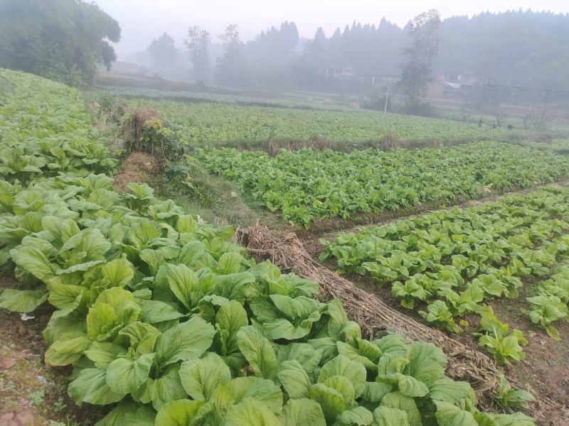精品棒菜基地直发货源充足品质有保证欢迎来电洽谈