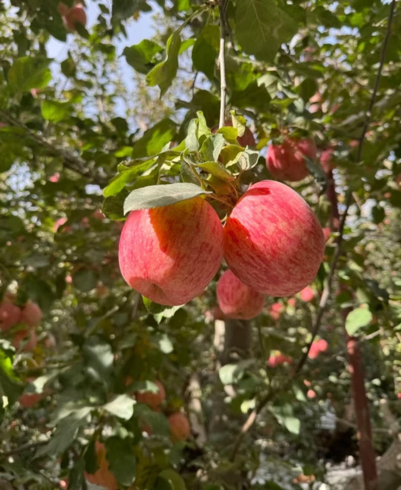 精品苹果冰糖心苹果阿克苏苹果基地直发量大从优