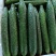 广东密刺黄瓜,带花,带刺,基地供应,可全国供应,