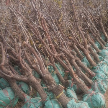 沾化冬枣树大量供应占地树精品树一件代发