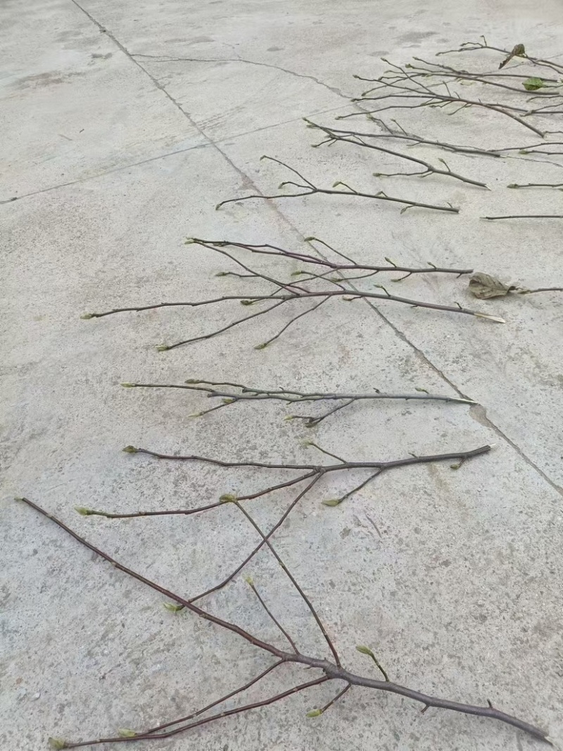 红玉兰紫玉兰枝条带花苞