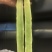 精品无裂缝青皮莴笋