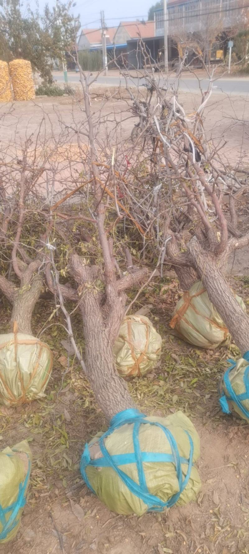 沾化冬枣树大量供应占地树精品树一件代发