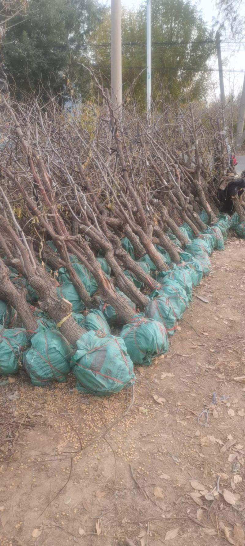沾化冬枣树大量供应占地树精品树一件代发