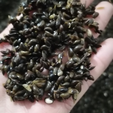 黄柏种子