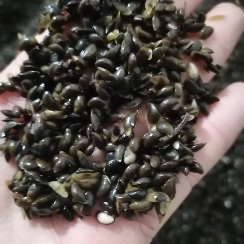 黄柏种子