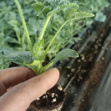 丰亦种苗美都西瓜苗8424嫁接西瓜苗品质保证基地直发