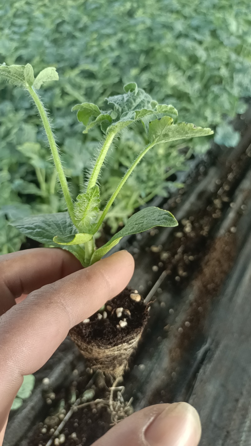 丰亦种苗美都西瓜苗8424嫁接西瓜苗品质保证基地直发