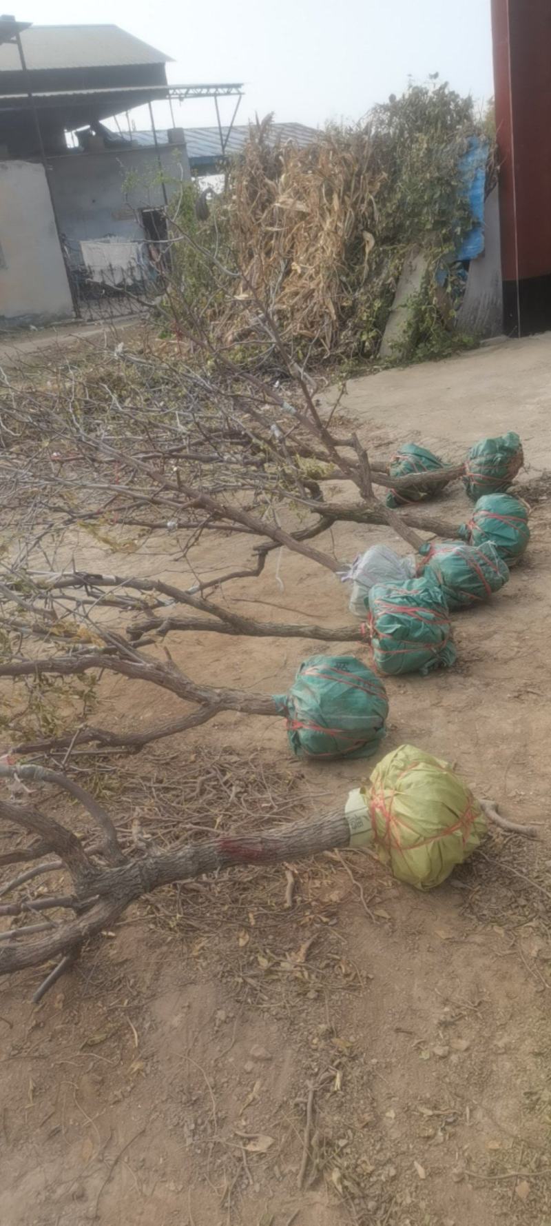 沾化冬枣树大量供应占地树精品树一件代发