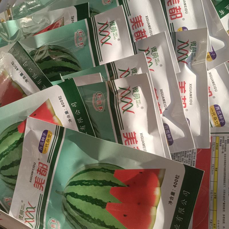 丰亦种苗美都西瓜苗8424嫁接西瓜苗品质保证基地直发