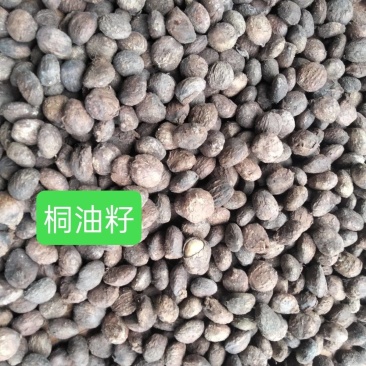 桐籽