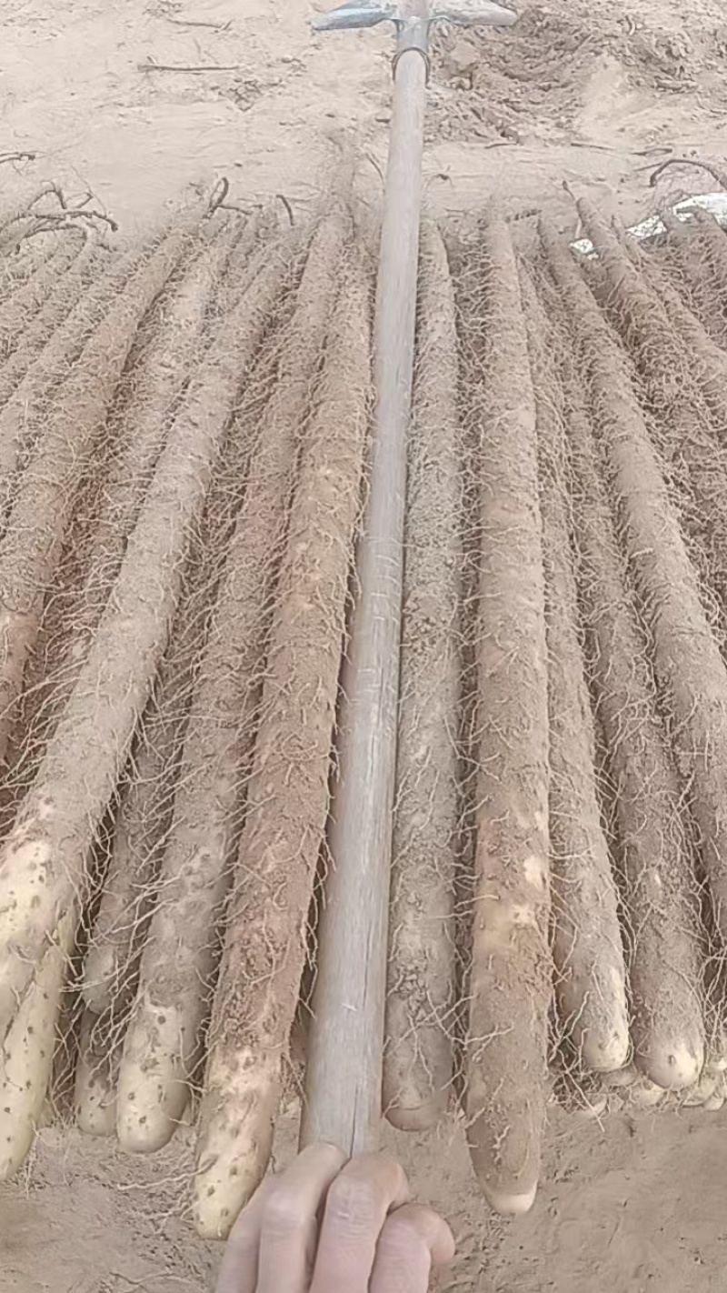 临漳铁棍山药，大量现货，价格不高，欢迎各位老板咨询采购