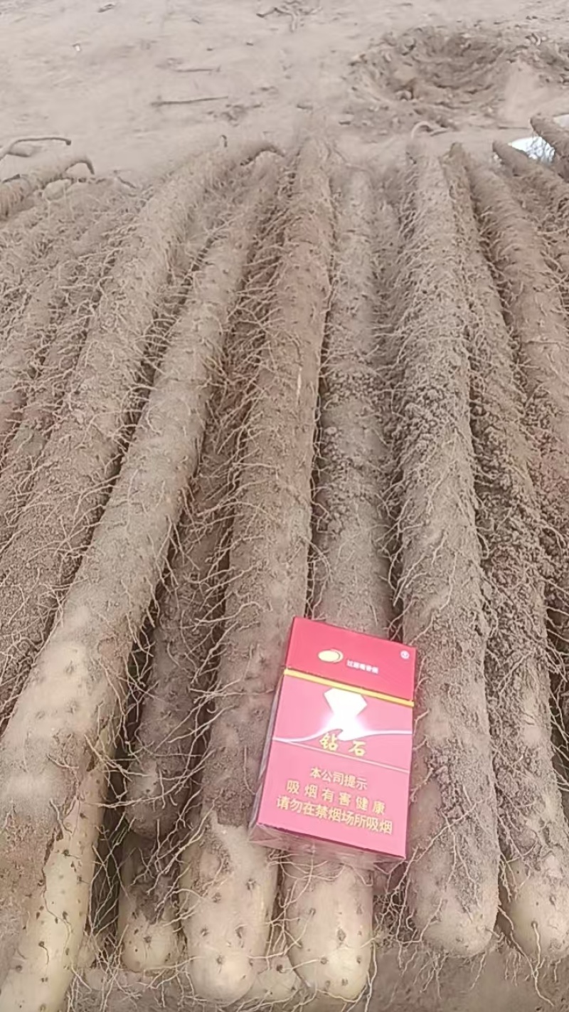 临漳铁棍山药，大量现货，价格不高，欢迎各位老板咨询采购