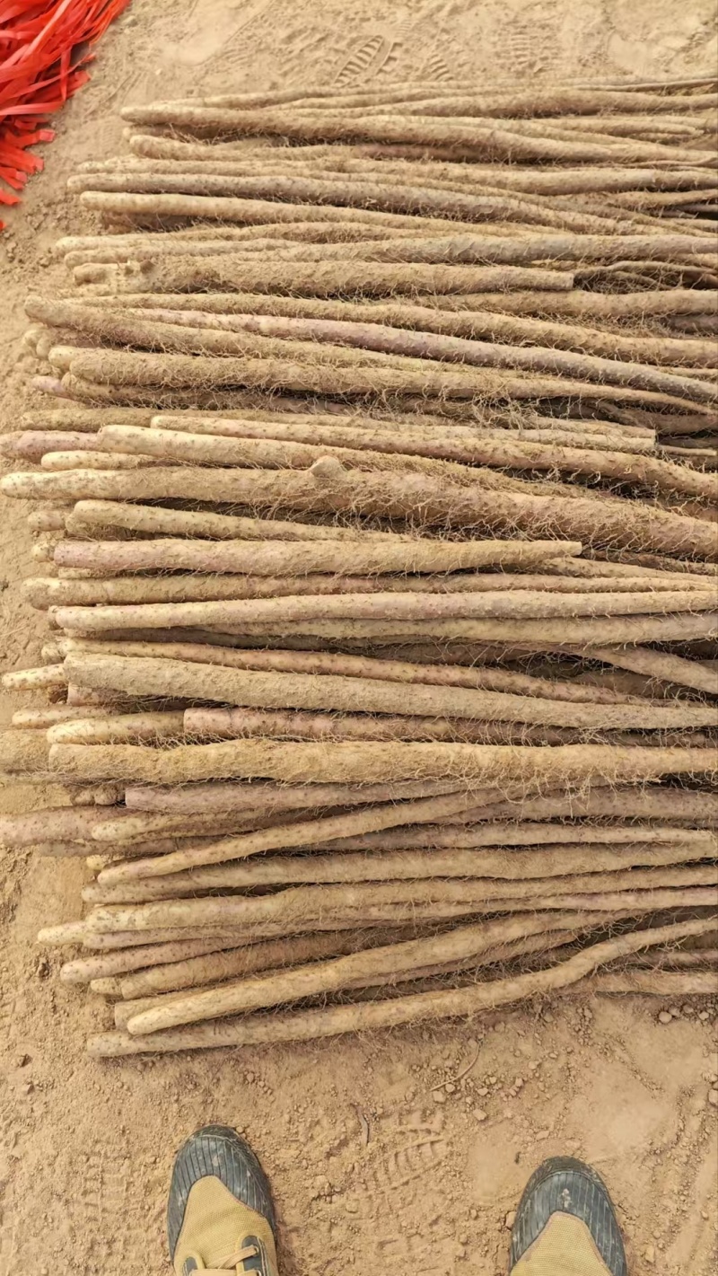 临漳铁棍山药，大量现货，价格不高，欢迎各位老板咨询采购
