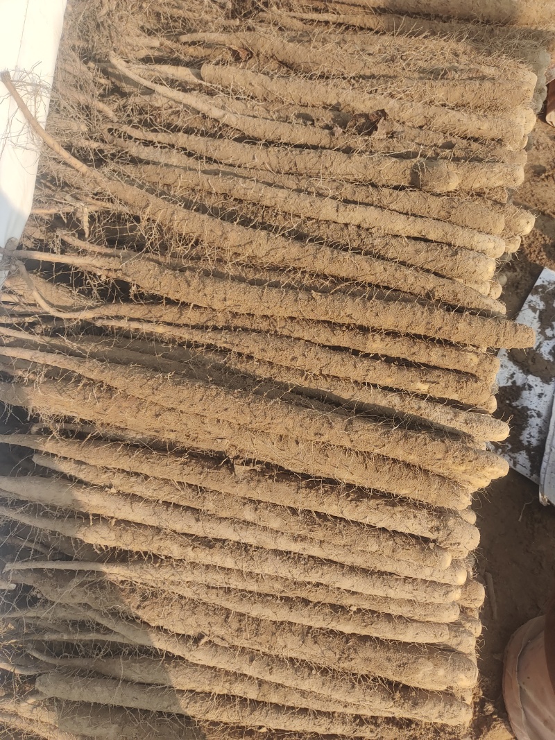 双棒大货价位不高，产地直发货品质好，欢迎各位老板前来采购