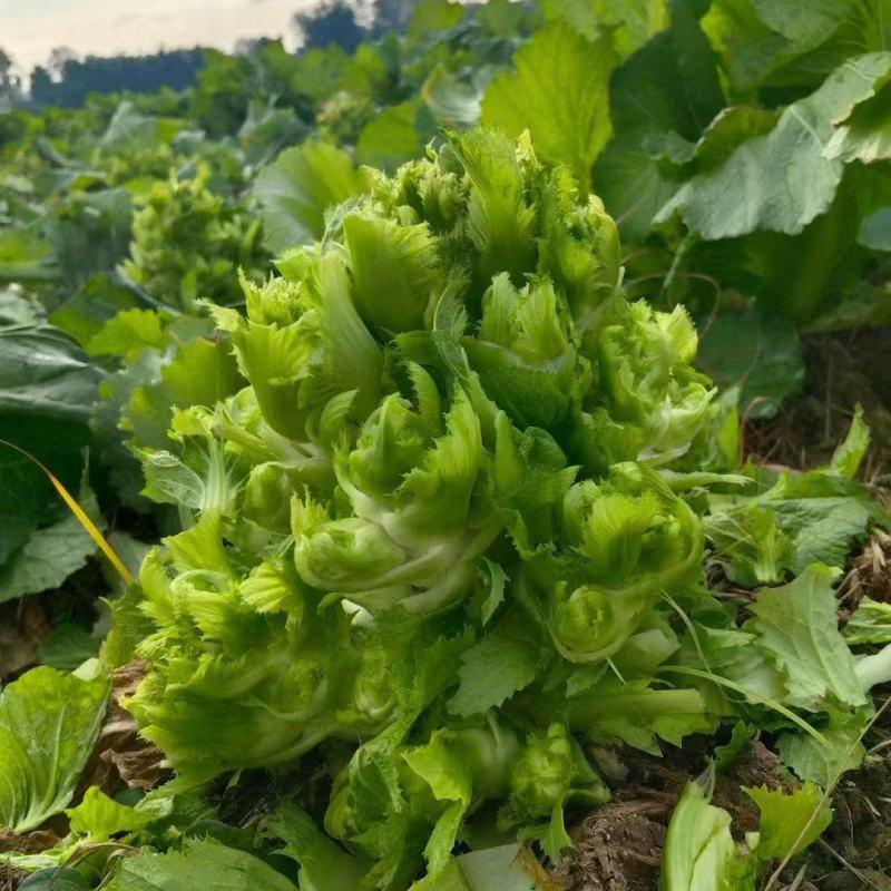 【精品儿菜】四川产地直发质量保证一手货源对接商超市场