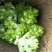 【精品儿菜】四川产地直发质量保证一手货源对接商超市场