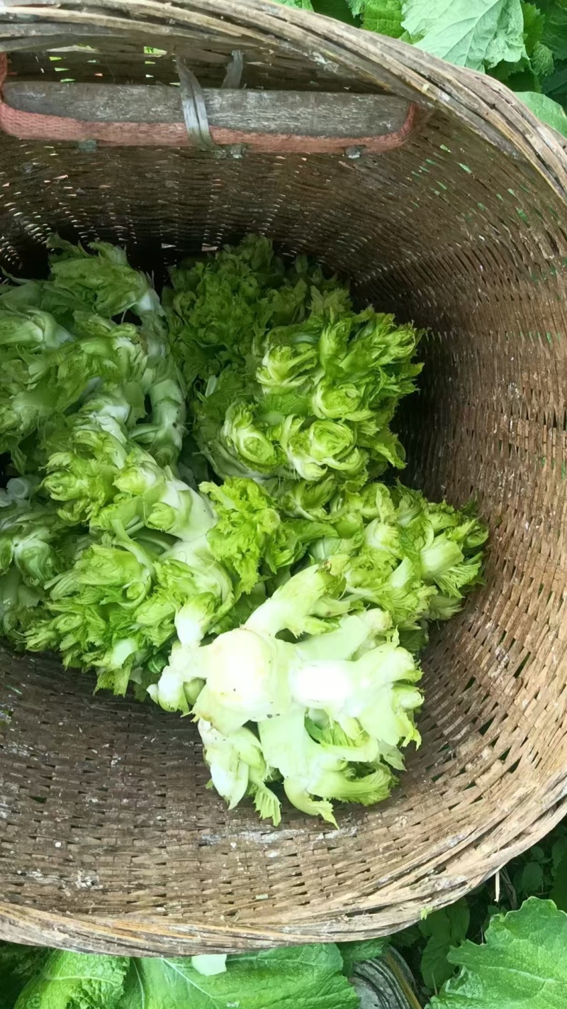 【精品儿菜】四川产地直发质量保证一手货源对接商超市场