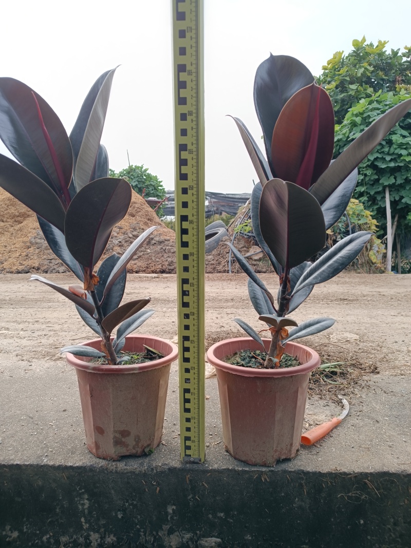 黑金刚