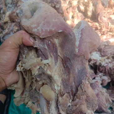 牛嘴巴子一手货源，常年有货，质量保证，需要的联系
