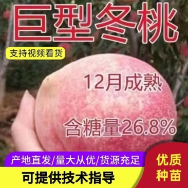 桃树苗新品种特大离核巨型冬桃脆蜜大冬桃极晚熟桃苗