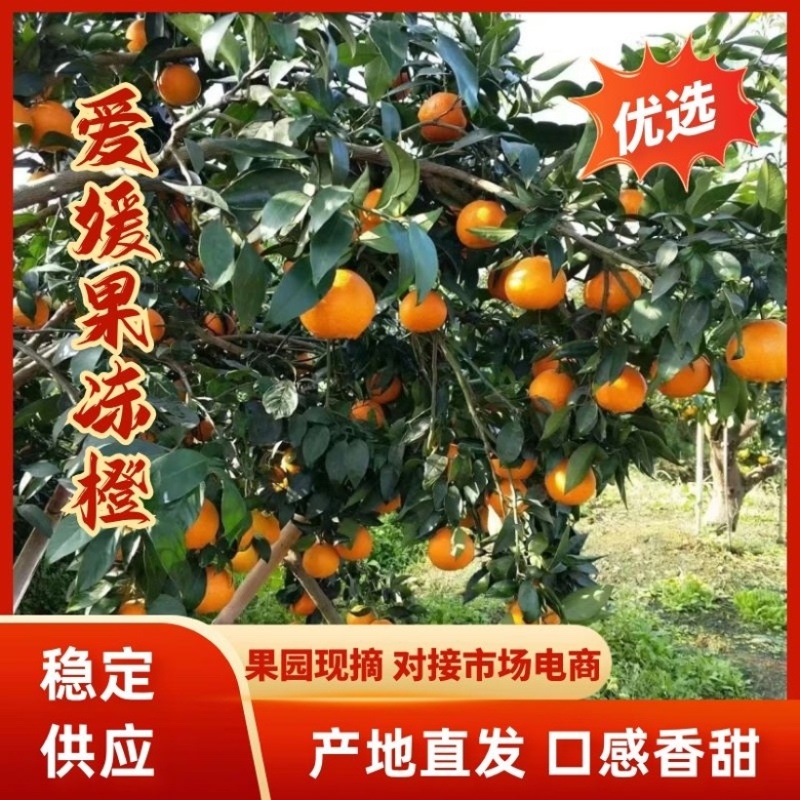 四川眉山爱媛果冻橙，产地直发，一手货源，大量供应现采现发