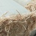 【推荐】湖北稻草揉丝干稻草无土无膜无霉变，保质保量供应